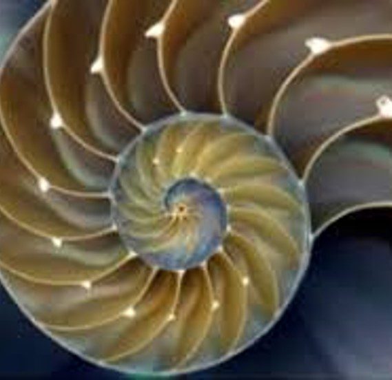 nautilus shell